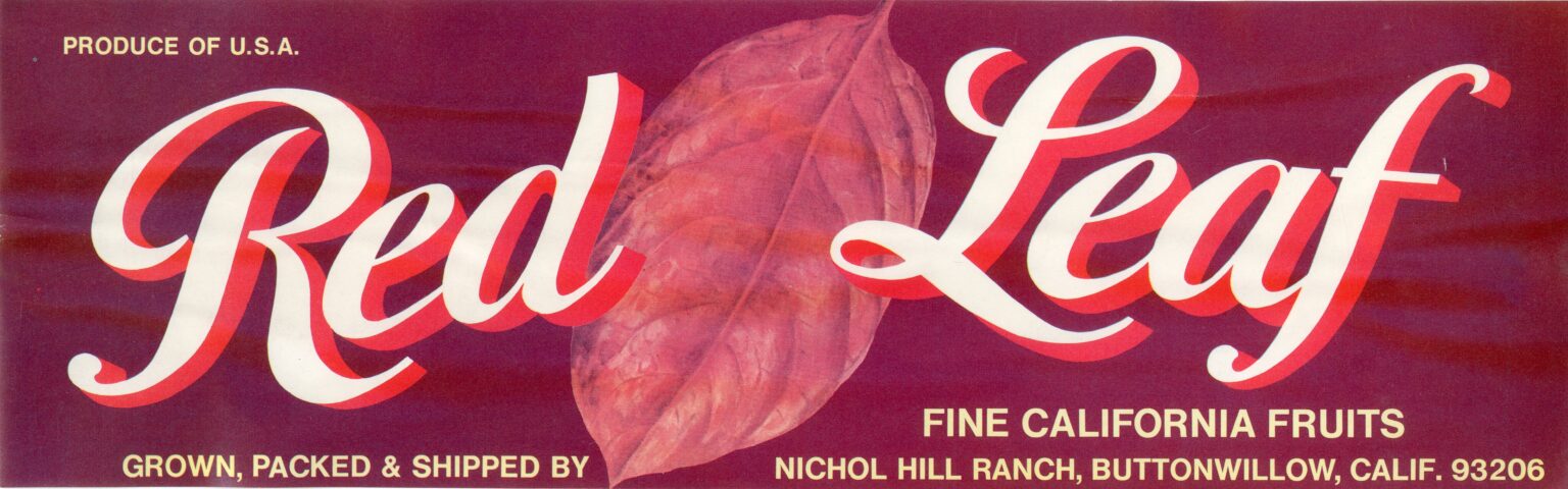 Red Leaf Red Leaf